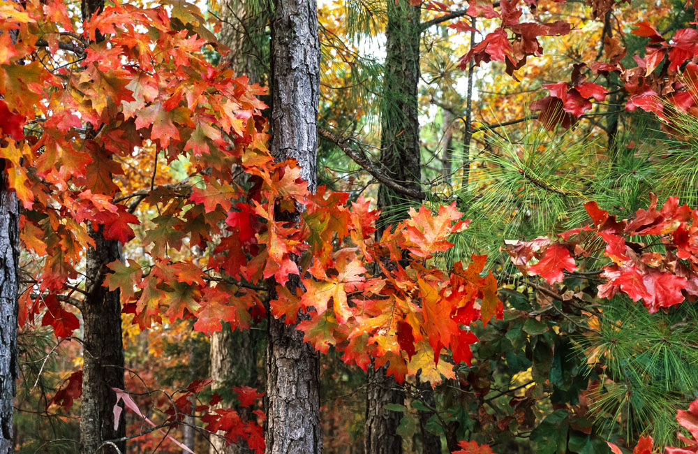 colorful oak tree longleaf pine holly springs nc