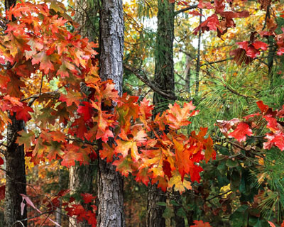 colorful oak tree longleaf pine holly springs nc