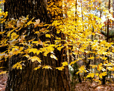 yellow maple tree fall color raleigh nc