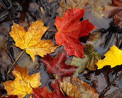 colorful maple leaves photo printable download
