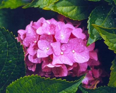 hydrangea flower WRAL Raleigh NC