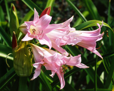 pink lilies raulston arboretum raleigh nc