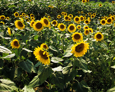 sunflower field photo printable download
